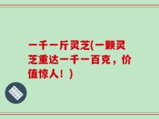一千一斤灵芝(一颗灵芝重达一千一百克，价值惊人！)