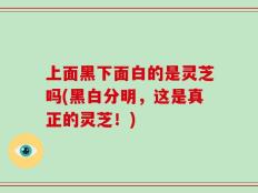 上面黑下面白的是灵芝吗(黑白分明，这是真正的灵芝！)