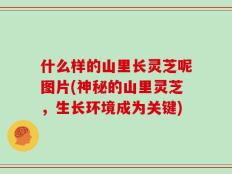 什么样的山里长灵芝呢图片(神秘的山里灵芝，生长环境成为关键)