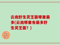 云南野生灵芝菌哪里最多(云南哪里有最多野生灵芝菌？)