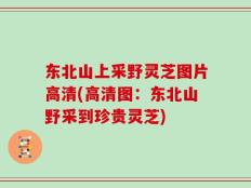 东北山上采野灵芝图片高清(高清图：东北山野采到珍贵灵芝)