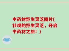 中药材野生灵芝图片(壮观的野生灵芝，开启中药材之旅！)