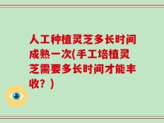 人工种植灵芝多长时间成熟一次(手工培植灵芝需要多长时间才能丰收？)