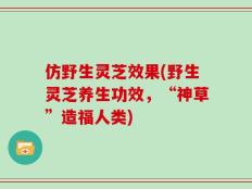 仿野生灵芝效果(野生灵芝养生功效，“神草”造福人类)