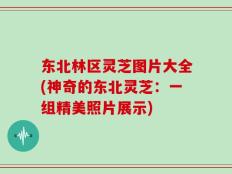 东北林区灵芝图片大全(神奇的东北灵芝：一组精美照片展示)
