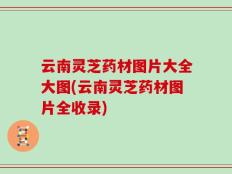 云南灵芝药材图片大全大图(云南灵芝药材图片全收录)