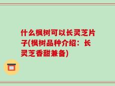 什么枫树可以长灵芝片子(枫树品种介绍：长灵芝香甜兼备)