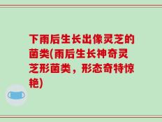 下雨后生长出像灵芝的菌类(雨后生长神奇灵芝形菌类，形态奇特惊艳)