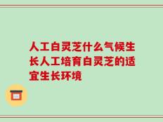 人工白灵芝什么气候生长人工培育白灵芝的适宜生长环境