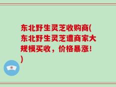 东北野生灵芝收购商(东北野生灵芝遭商家大规模买收，价格暴涨！)