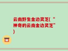 云南野生金边灵芝(“神奇的云南金边灵芝”)
