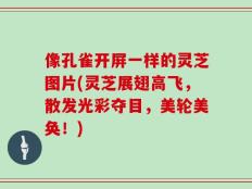 像孔雀开屏一样的灵芝图片(灵芝展翅高飞，散发光彩夺目，美轮美奂！)