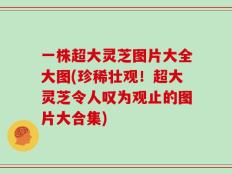 一株超大灵芝图片大全大图(珍稀壮观！超大灵芝令人叹为观止的图片大合集)