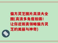 偏方灵芝图片高清大全图(高清多角度拍摄！让你近距离领略偏方灵芝的美丽与神奇)
