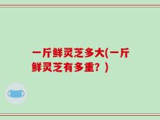 一斤鲜灵芝多大(一斤鲜灵芝有多重？)