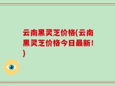 云南黑灵芝价格(云南黑灵芝价格今日最新！)