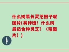 什么树易长灵芝根子呢图片(易种植！什么树最适合种灵芝？（带图片）)