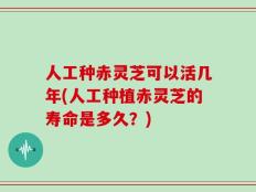 人工种赤灵芝可以活几年(人工种植赤灵芝的寿命是多久？)