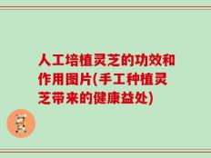人工培植灵芝的功效和作用图片(手工种植灵芝带来的健康益处)