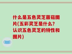 什么是五色灵芝菌菇图片(五彩灵芝是什么？认识五色灵芝的特性和图片)