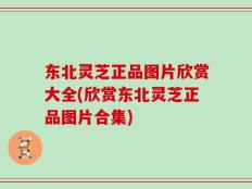 东北灵芝正品图片欣赏大全(欣赏东北灵芝正品图片合集)
