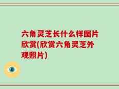 六角灵芝长什么样图片欣赏(欣赏六角灵芝外观照片)