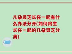 几朵灵芝长在一起有什么办法分开(如何将生长在一起的几朵灵芝分离)