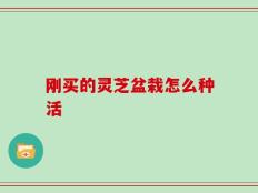 刚买的灵芝盆栽怎么种活
