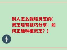 别人怎么栽培灵芝的(灵芝培育技巧分享：如何正确种植灵芝？)