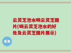 云灵芝泡水喝云灵芝图片(喝云灵芝泡水的好处及云灵芝图片展示)