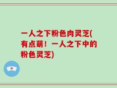 一人之下粉色肉灵芝(有点萌！一人之下中的粉色灵芝)