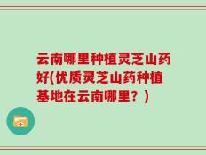 云南哪里种植灵芝山药好(优质灵芝山药种植基地在云南哪里？)