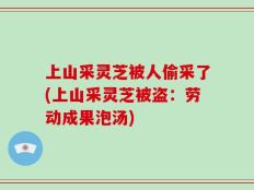 上山采灵芝被人偷采了(上山采灵芝被盗：劳动成果泡汤)