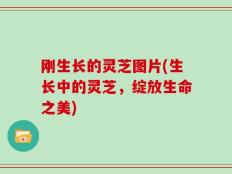 刚生长的灵芝图片(生长中的灵芝，绽放生命之美)