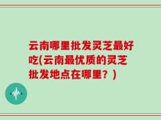 云南哪里批发灵芝最好吃(云南最优质的灵芝批发地点在哪里？)