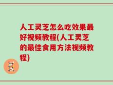 人工灵芝怎么吃效果最好视频教程(人工灵芝的最佳食用方法视频教程)