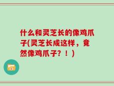 什么和灵芝长的像鸡爪子(灵芝长成这样，竟然像鸡爪子？！)