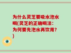 为什么灵芝要吸水泡水喝(灵芝的正确喝法：为何要先泡水再饮用？)