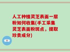 人工种植灵芝表面一层粉如何收集(手工采集灵芝表面粉斑点，提取珍贵成分)