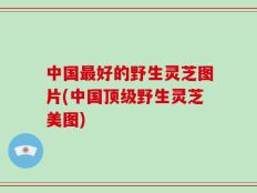 中国最好的野生灵芝图片(中国顶级野生灵芝美图)