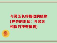 与灵芝长得相似的植物(神奇的木耳：与灵芝相似的神奇植物)