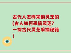 古代人怎样采摘灵芝的(古人如何采摘灵芝？一探古代灵芝采摘秘籍)
