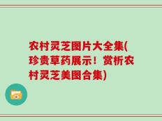 农村灵芝图片大全集(珍贵草药展示！赏析农村灵芝美图合集)