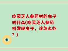 吃灵芝人参药材的虫子叫什么(吃灵芝人参药材发现虫子，该怎么办？)