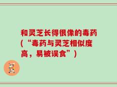 和灵芝长得很像的毒药(“毒药与灵芝相似度高，易被误食”)