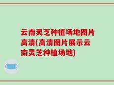 云南灵芝种植场地图片高清(高清图片展示云南灵芝种植场地)