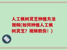 人工枫树灵芝种植方法视频(如何种植人工枫树灵芝？视频教你！)