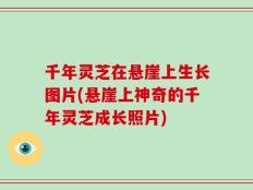 千年灵芝在悬崖上生长图片(悬崖上神奇的千年灵芝成长照片)