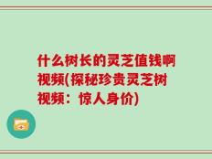 什么树长的灵芝值钱啊视频(探秘珍贵灵芝树视频：惊人身价)