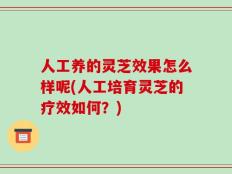 人工养的灵芝效果怎么样呢(人工培育灵芝的疗效如何？)